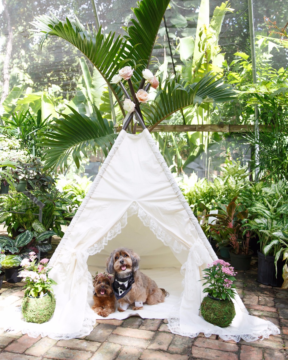 puppywedding27