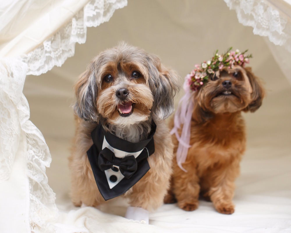 puppywedding29