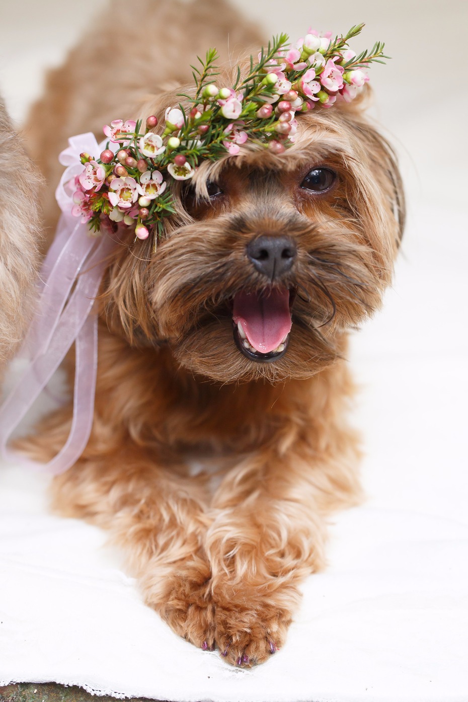 Puppy bride in a pink flower crown for her wedding day.