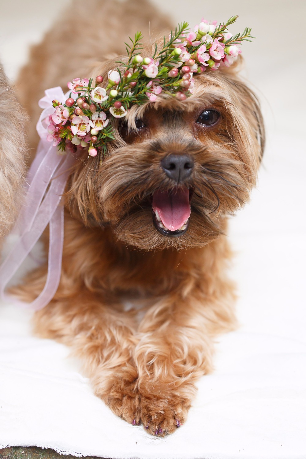 puppywedding32