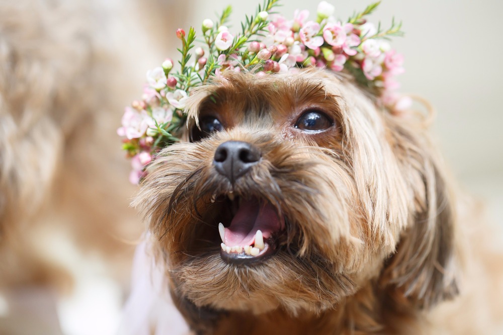 puppywedding33