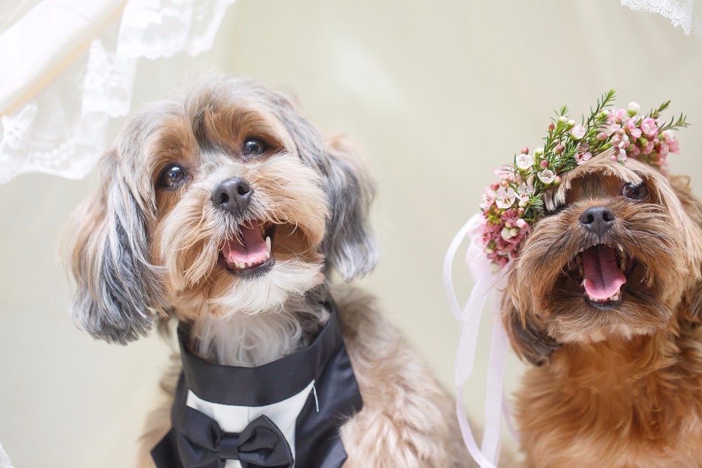 puppywedding34