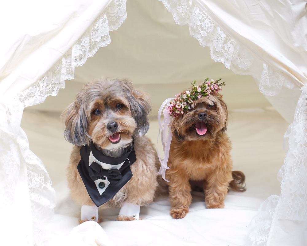 puppywedding35