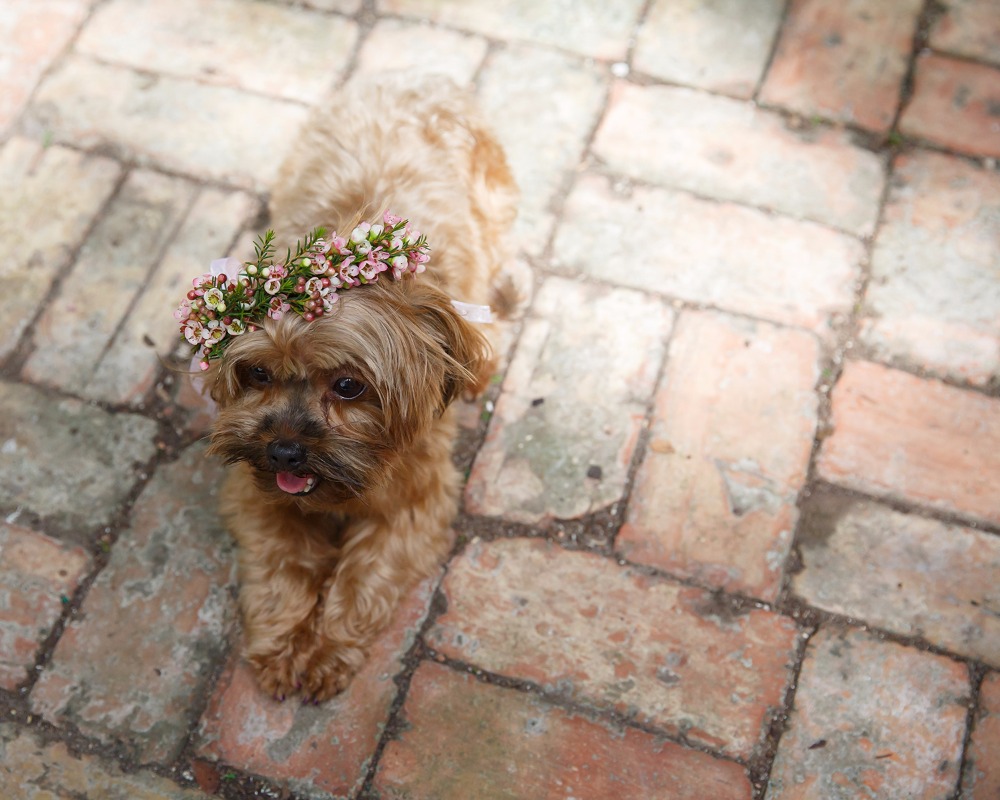 puppywedding37