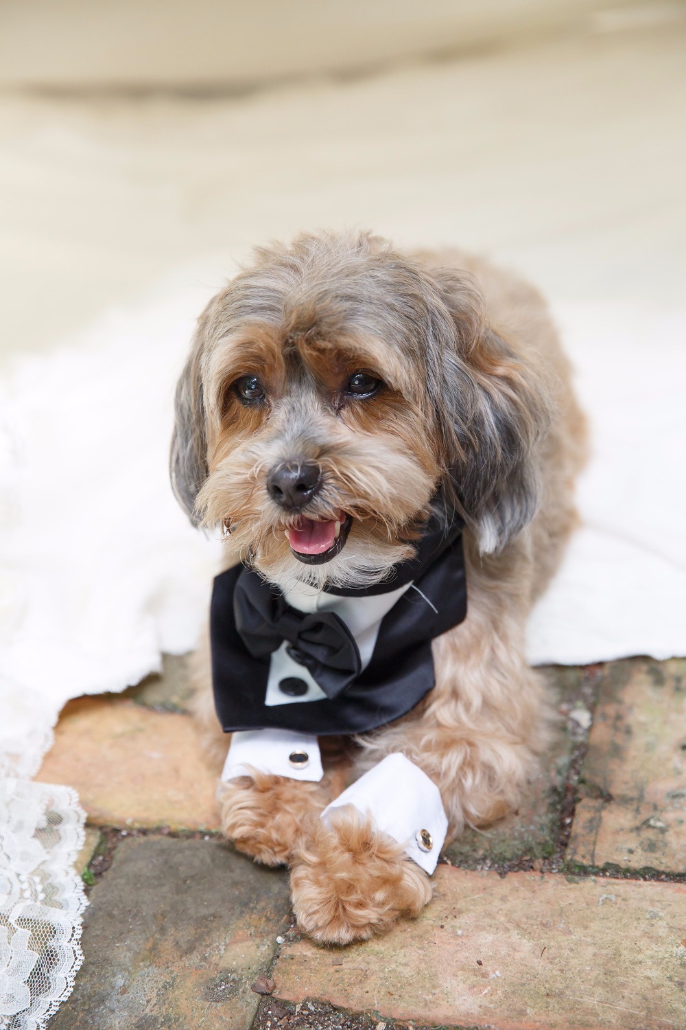 puppywedding38