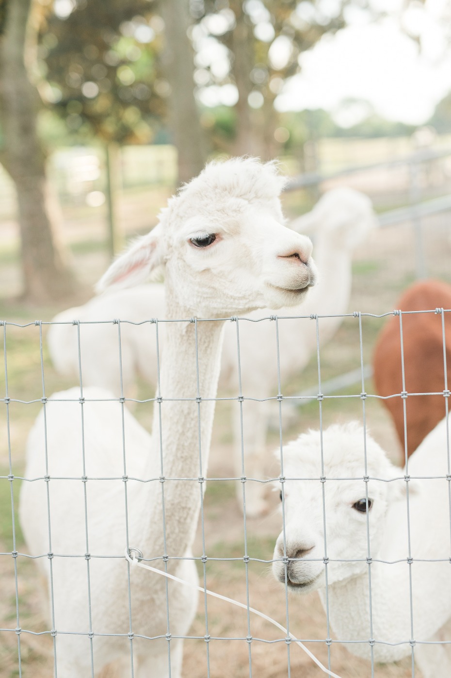 Who wants to get married on a Alpaca farm!