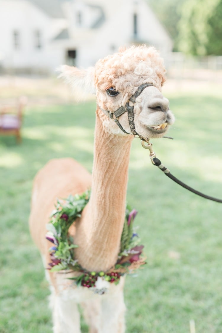 Yes You Can Seriously Get Married on an Alpaca Farm