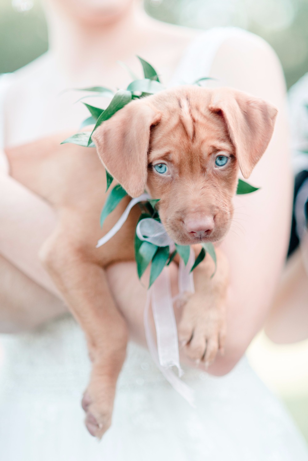 6-reasons-why-your-new-home-needs-a-pet