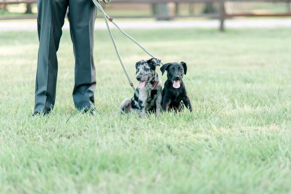 6-reasons-why-your-new-home-needs-a-pet