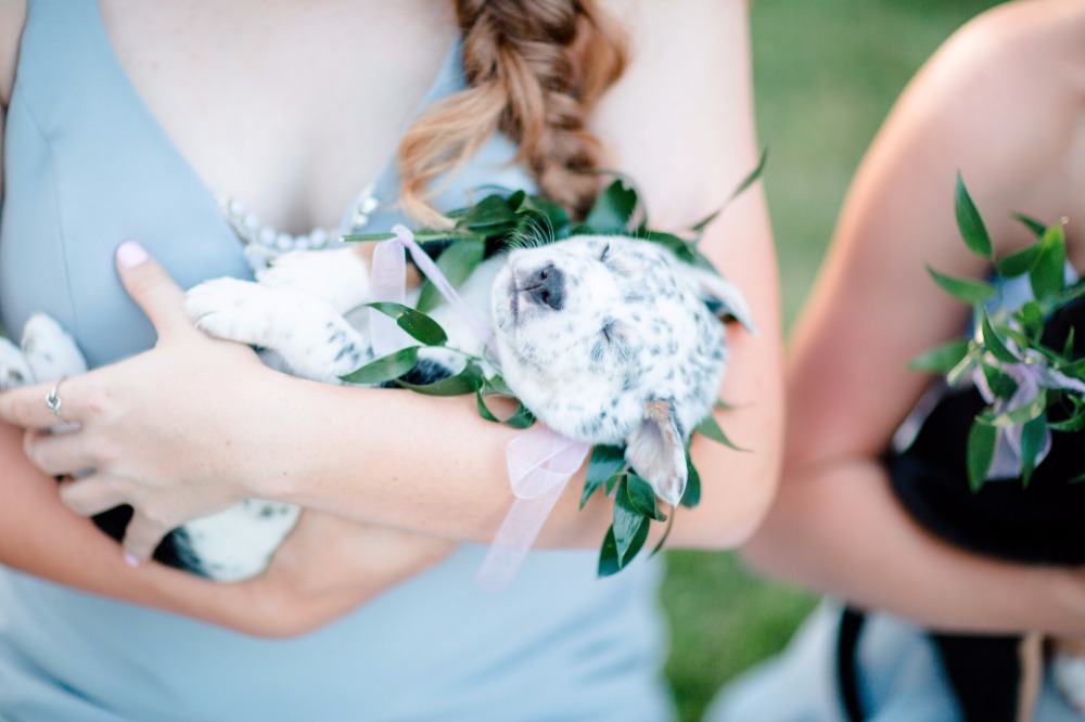 6-reasons-why-your-new-home-needs-a-pet