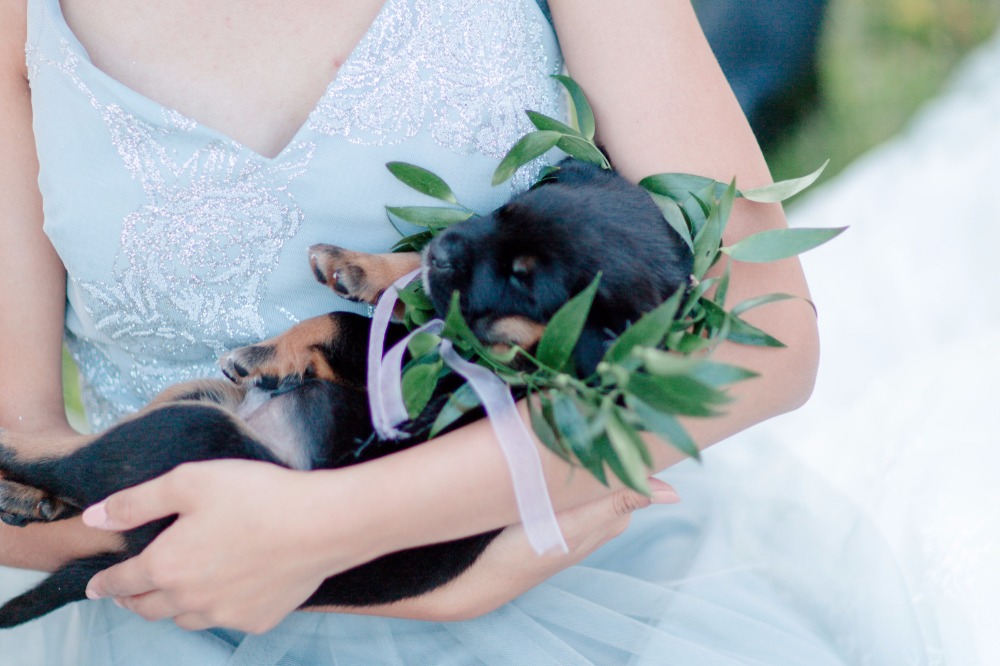 6-reasons-why-your-new-home-needs-a-pet