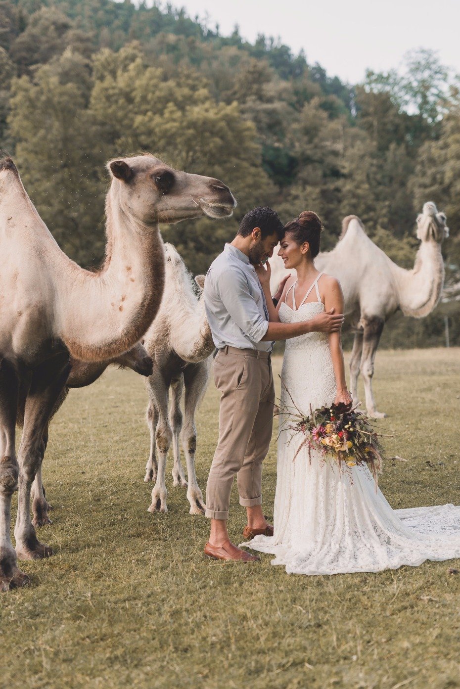wedding camels