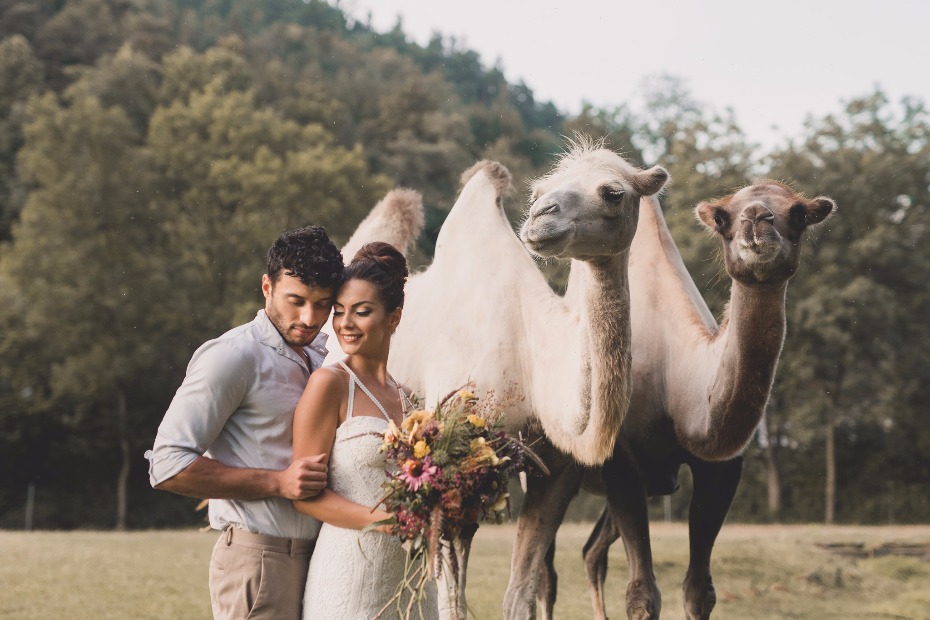 bride and groom and wedding camels