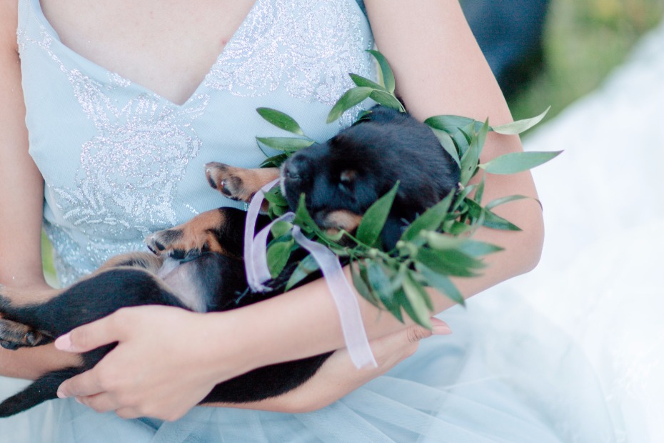 sleeping wedding puppy with a greenery collar halo