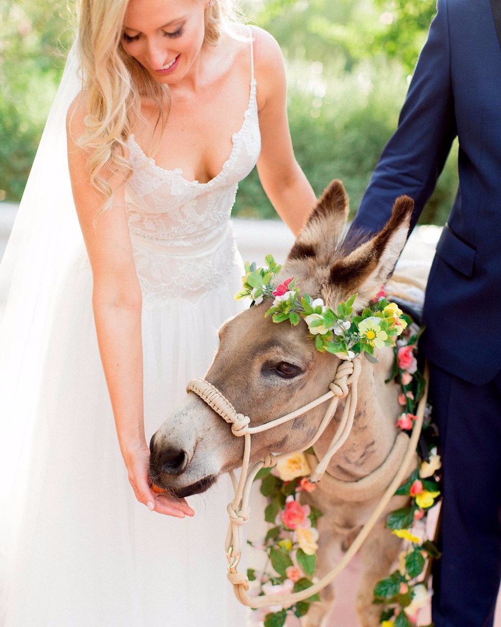 weddinganimals9_-wedding_burro