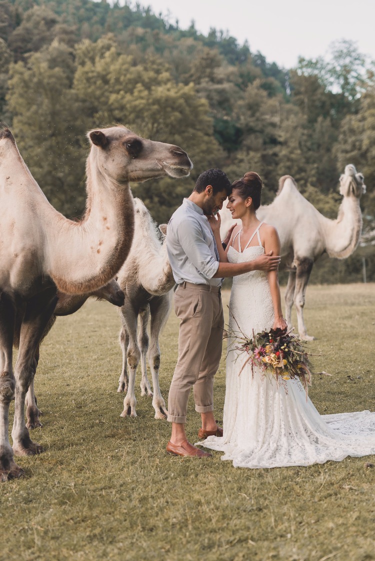 What Happens When You Invite A Herd Of Camels To Your Wedding