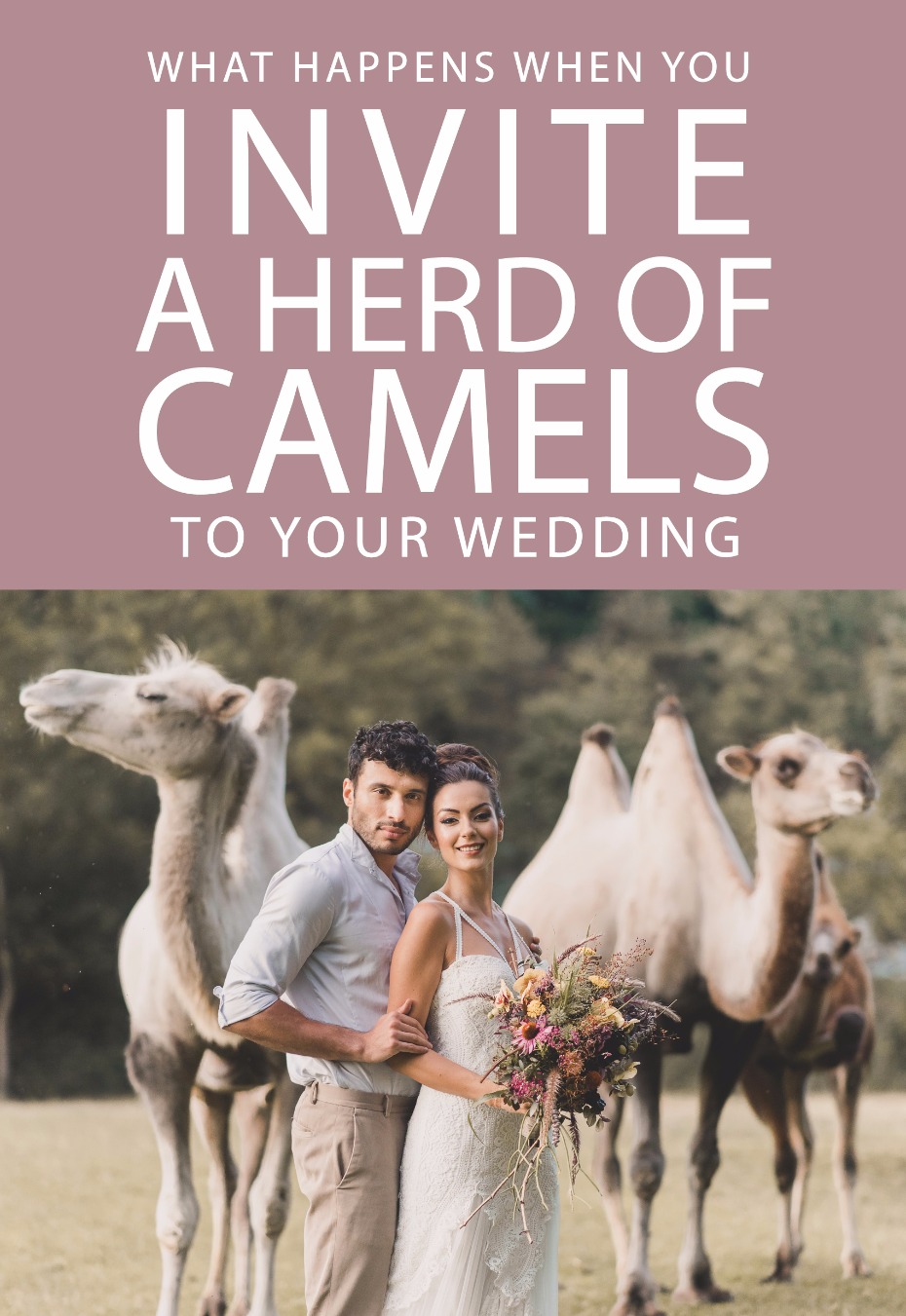 what happens when you invite a herd of camels to your wedding