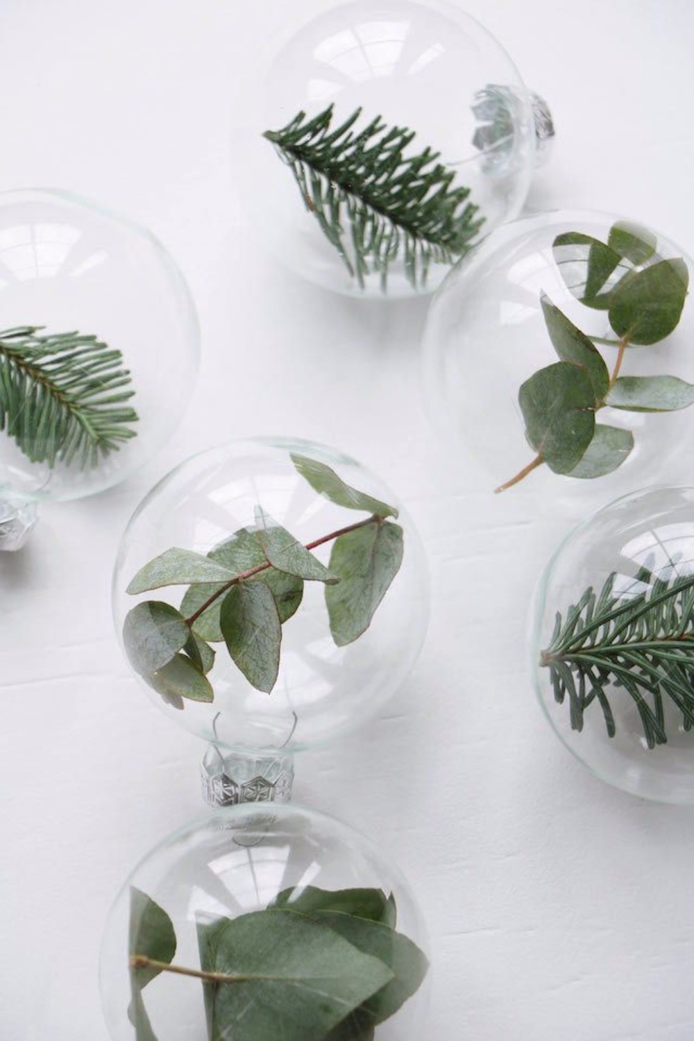 5-simple-and-elegant-pine-and-eucalyptus-bulbs