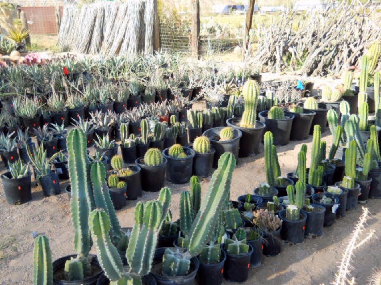 626247_cactusjoesplants