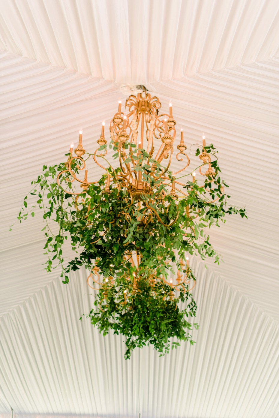 ivy accented wedding chandeliers in the center of the reception tent