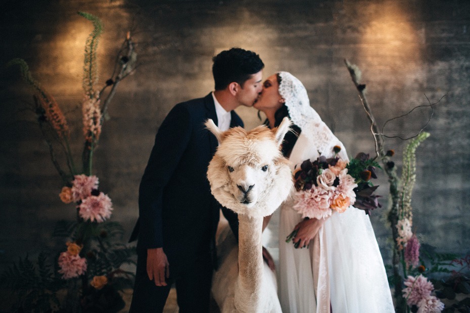 Alpaca for your wedding
