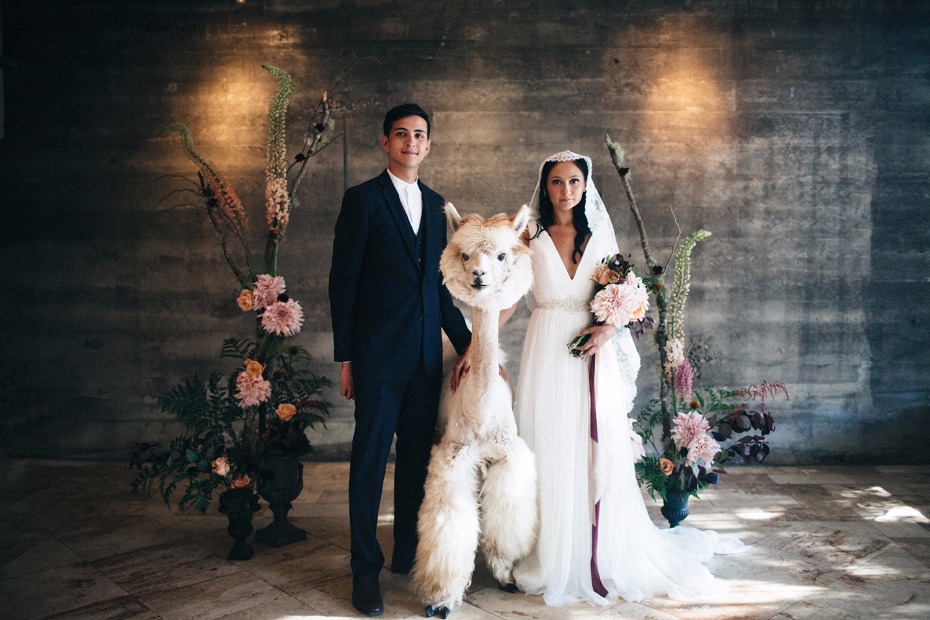 Wedding Alpaca