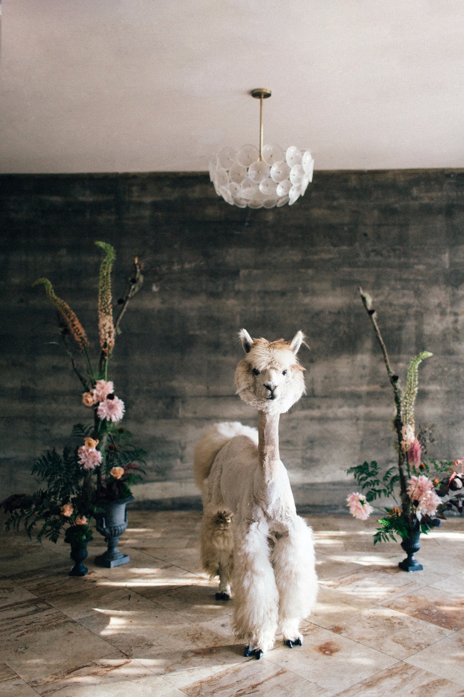 Llama tell you about this Alpaca wedding
