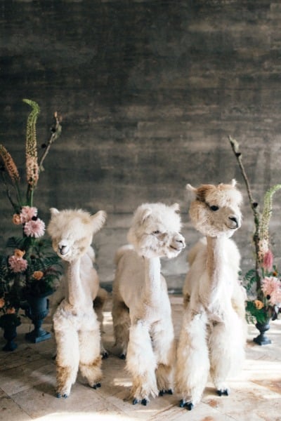 Modern Vintage Wedding Ideas with Three Adorable Alpacas
