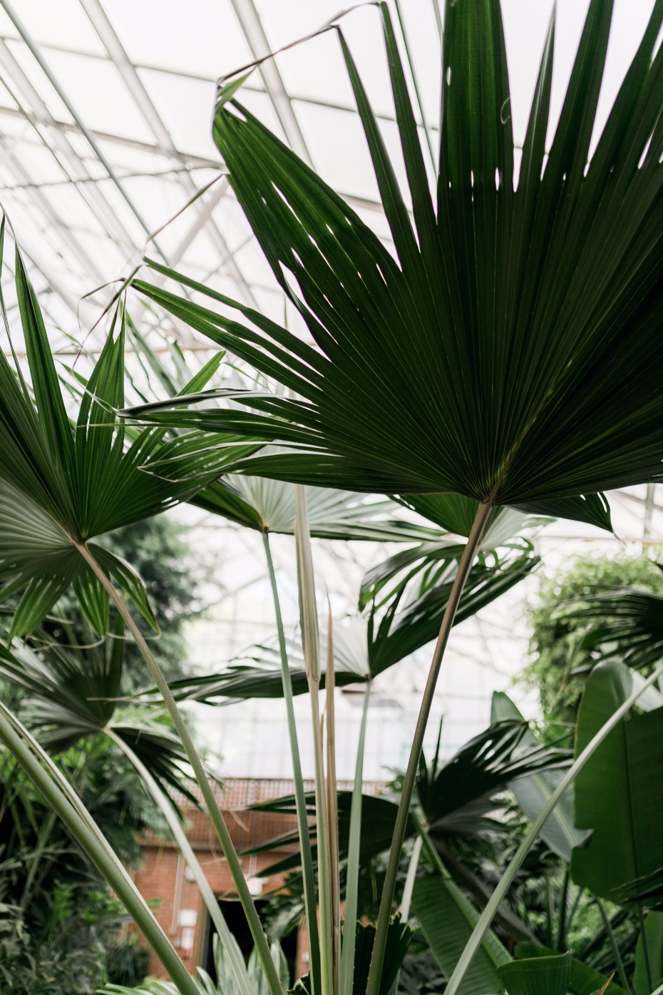 tropical greenery greenhouse