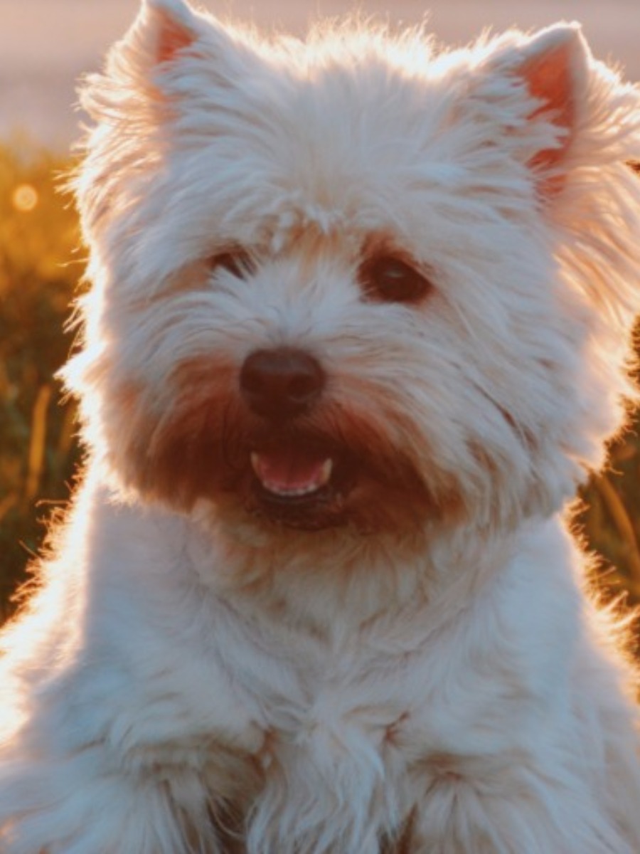 This Video Proves That Puppy Love Is So REAL