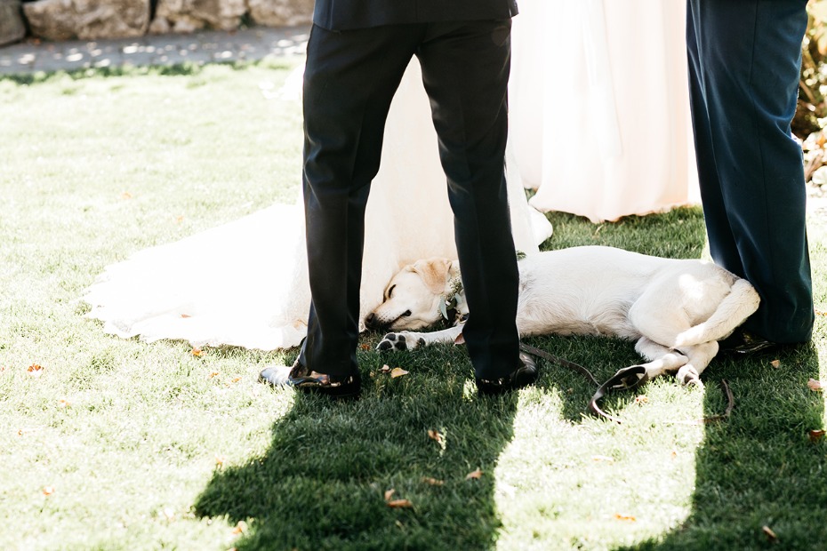 tuckered out wedding pup