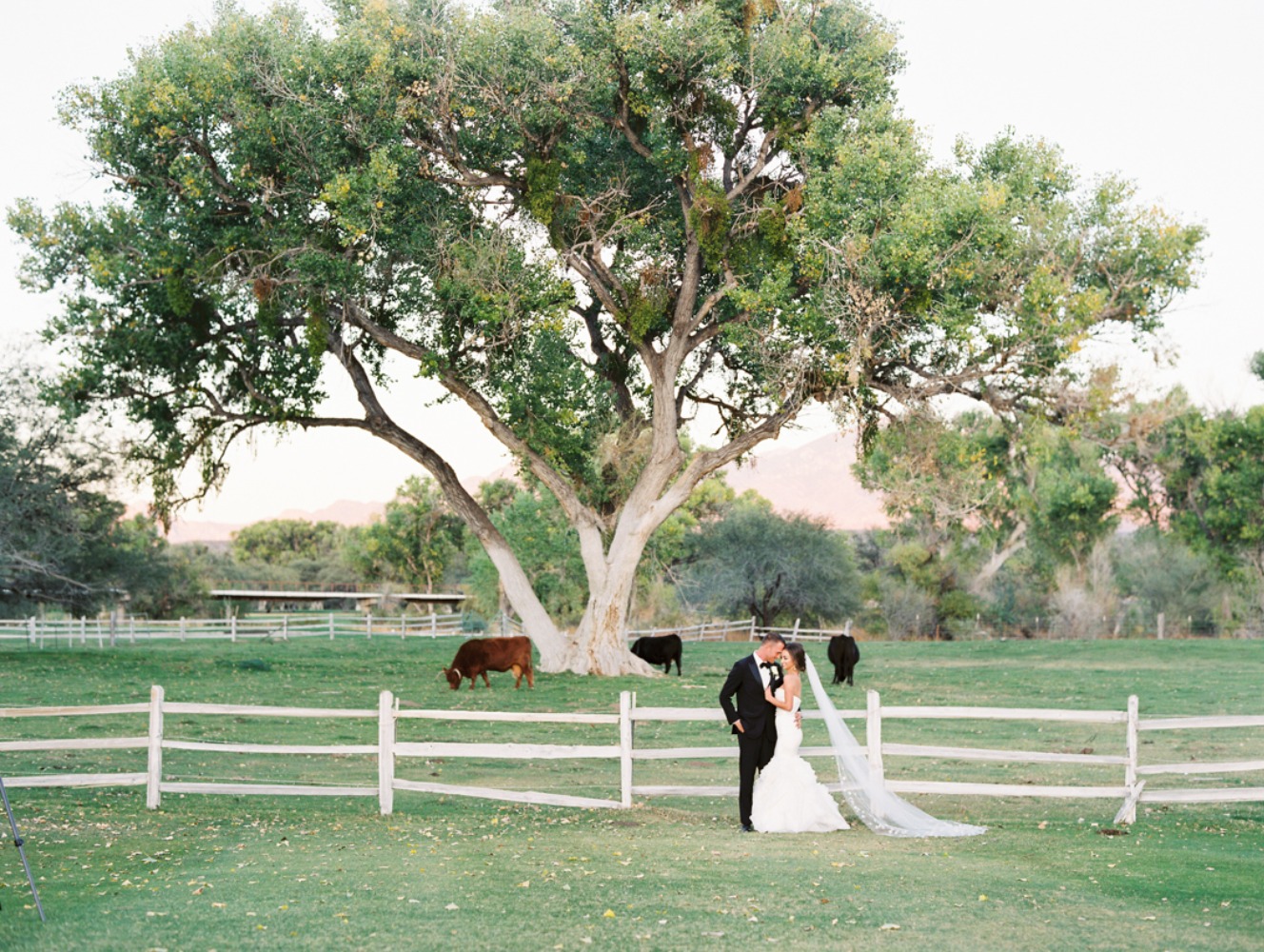 wedding-submission-from-rachel-solomon