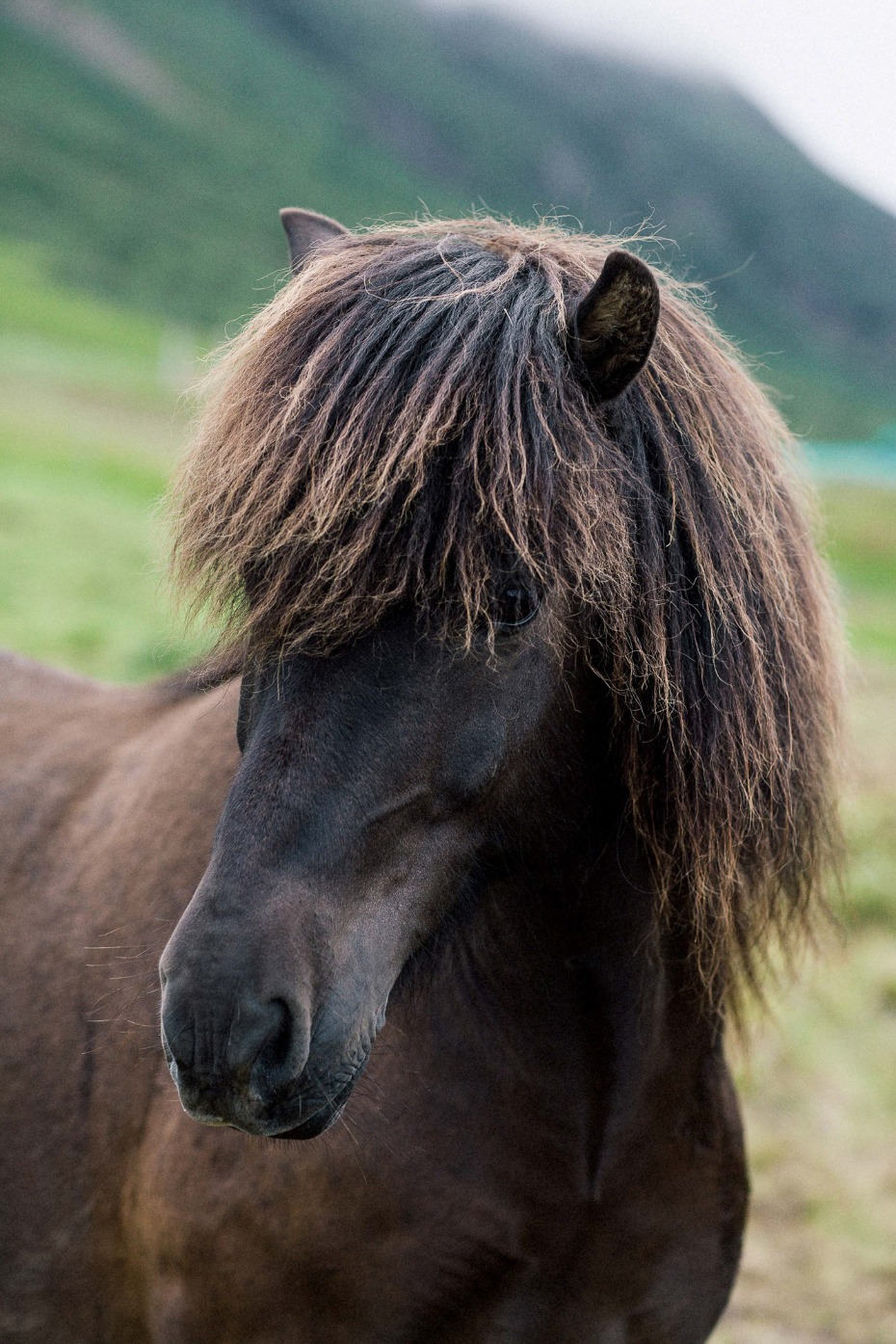 Close up of a dark brown Icelandic horse with long mane
