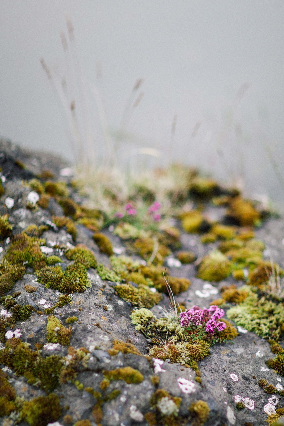 Moss and tiny pink flowers grow on a grey rock face