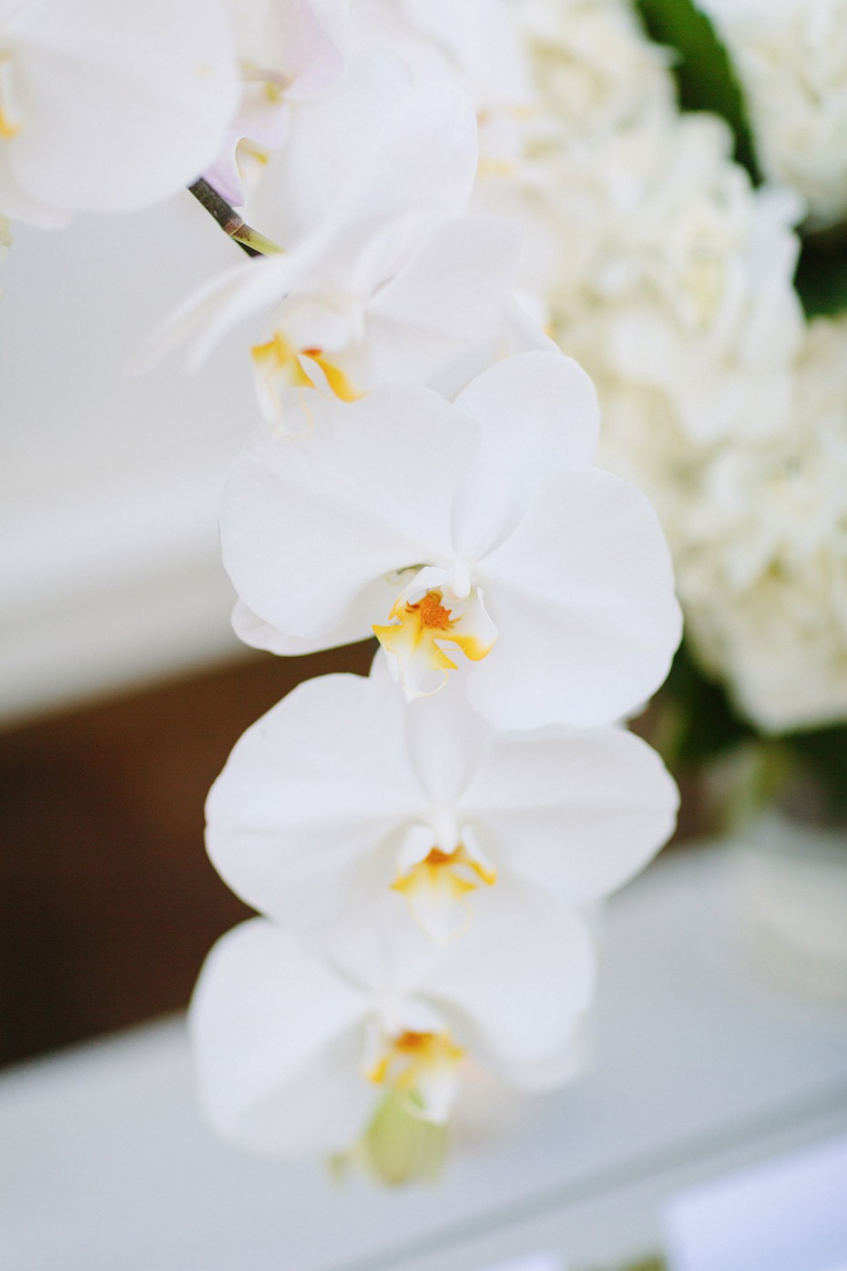 all white wedding orchids