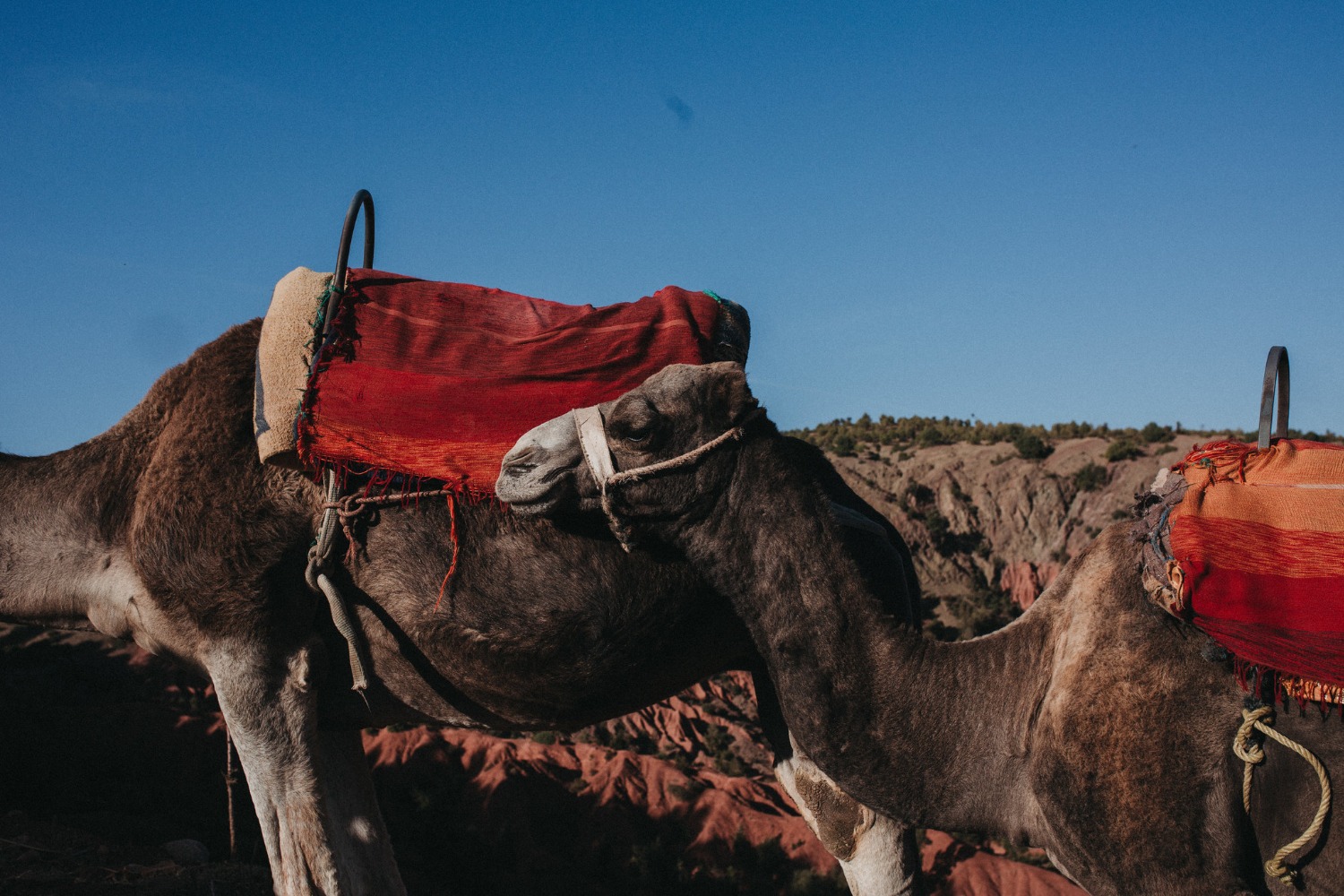 how-to-get-married-in-morocco
