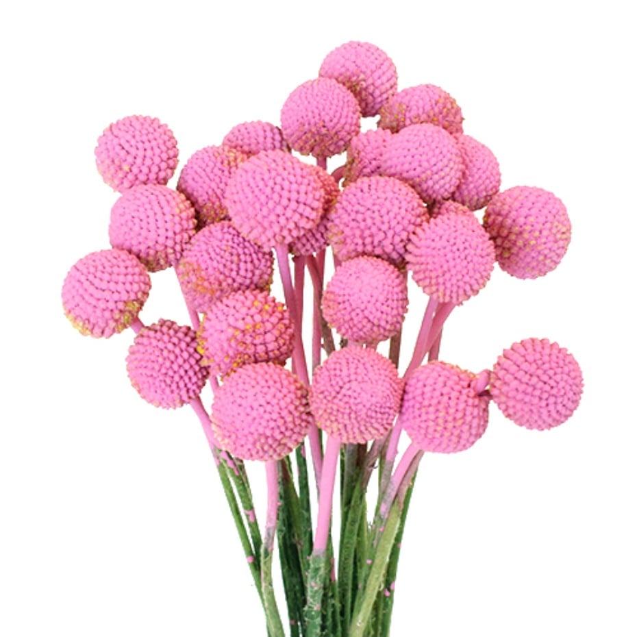light pink billy balls