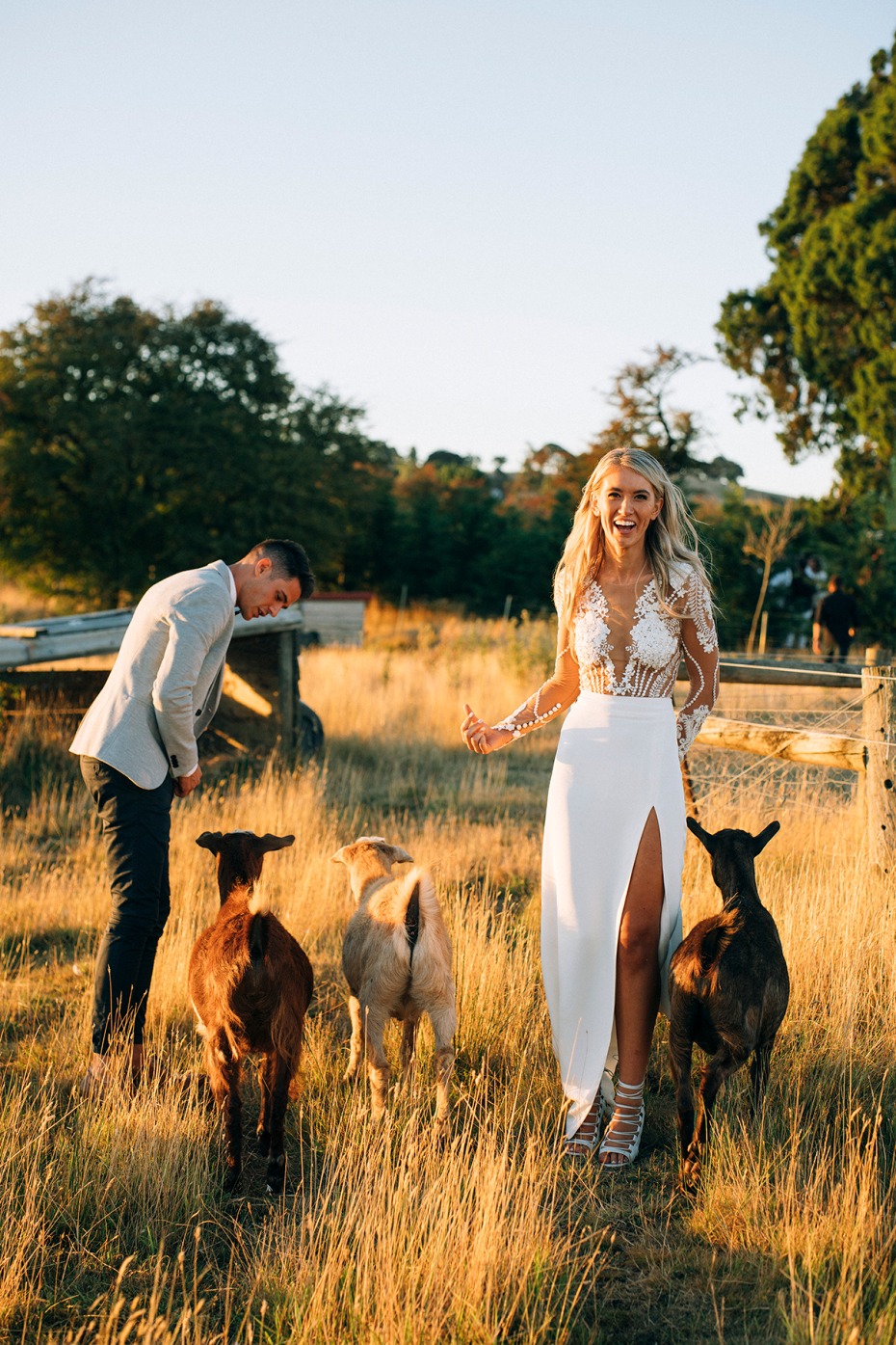 wedding goats
