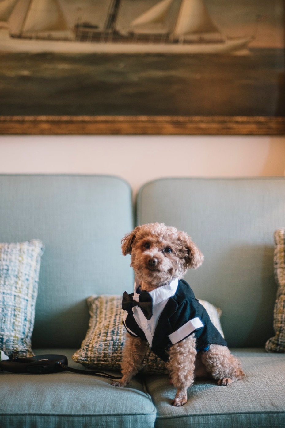 dapper wedding dog