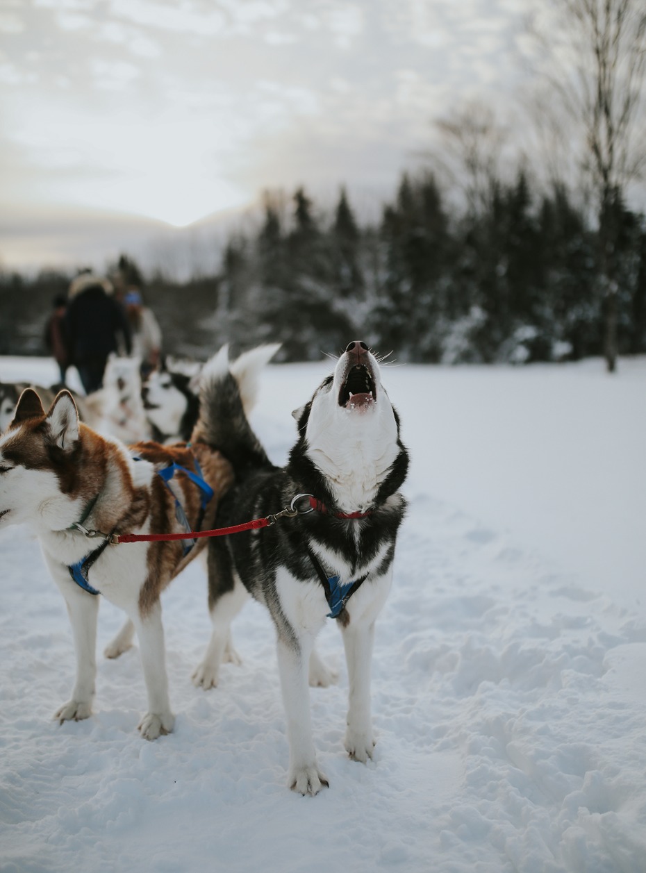 huskies in the snow