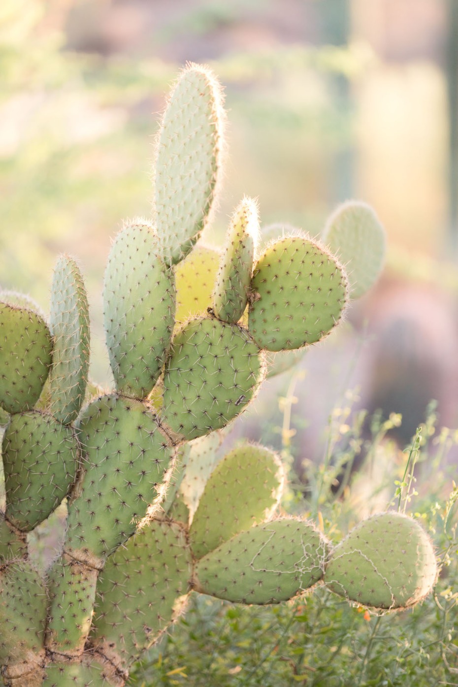 desert cactus at the Desert Botanical Garden