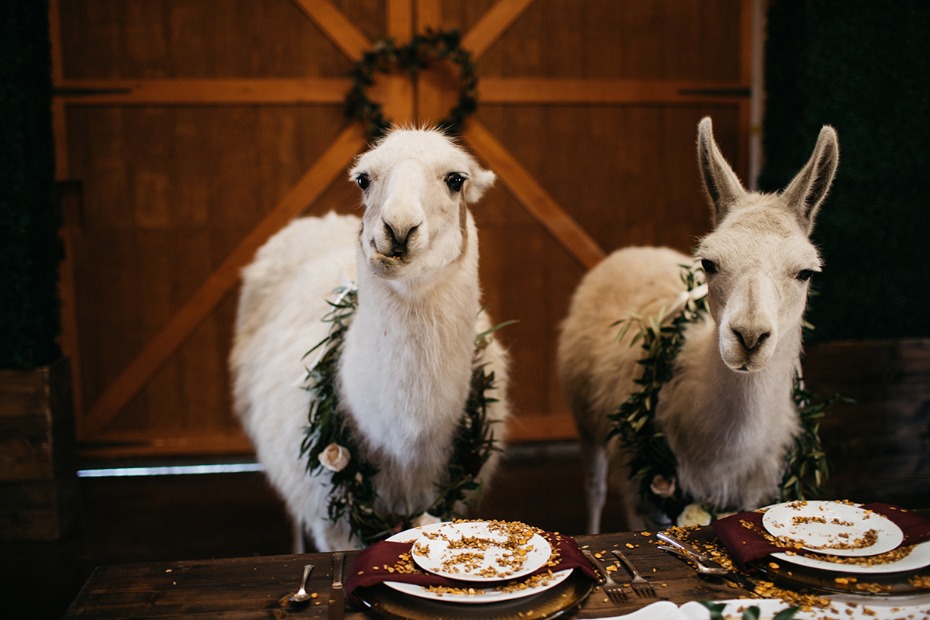 were you raised in a barn? Llamas got no lla-manners
