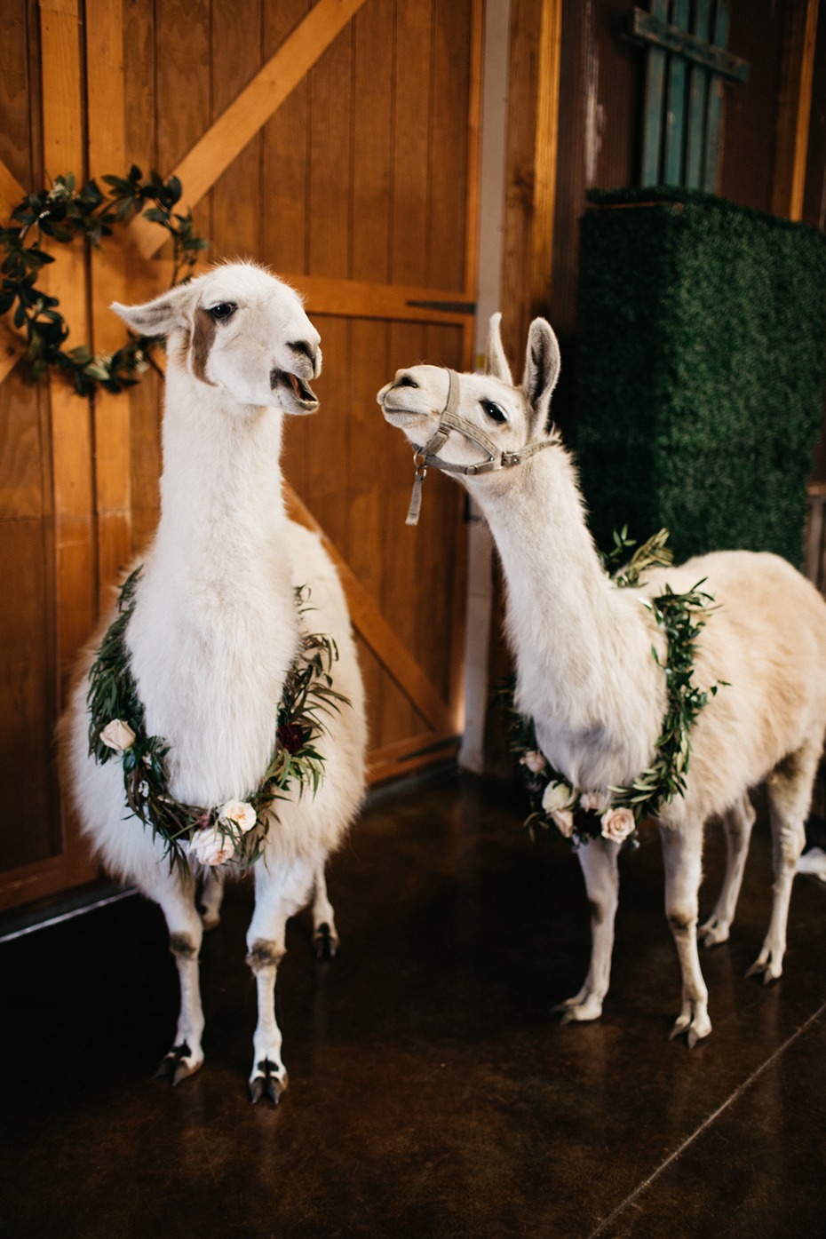 lets get this llama wedding started