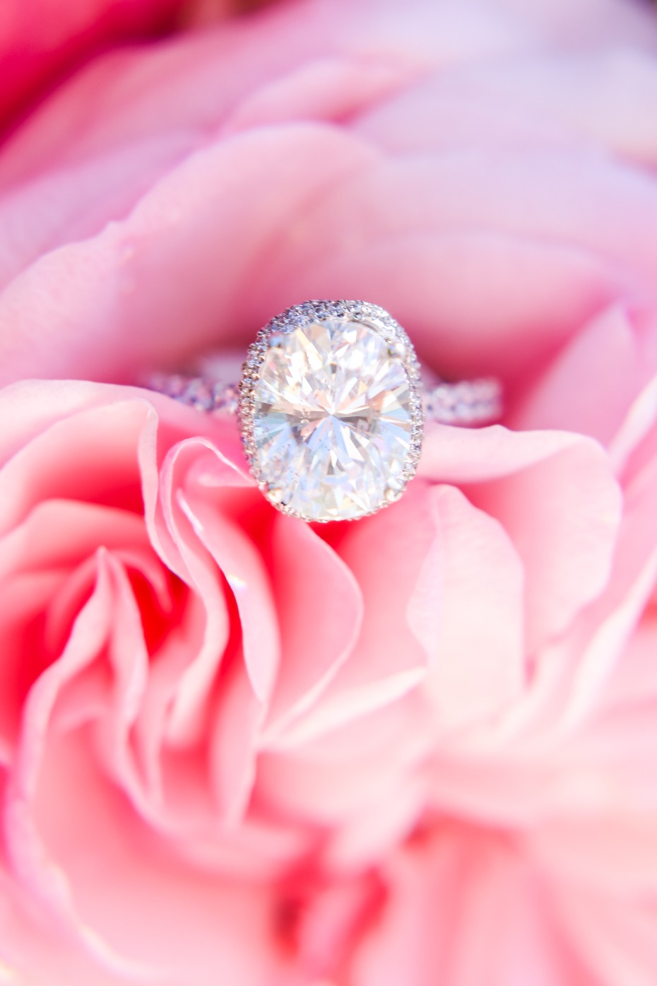 Sparkling diamond engagement ring nestled in soft pink rose petals