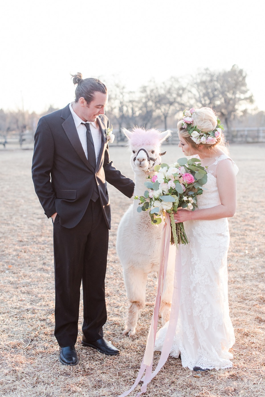 sweet bride and groom and alpaca photo