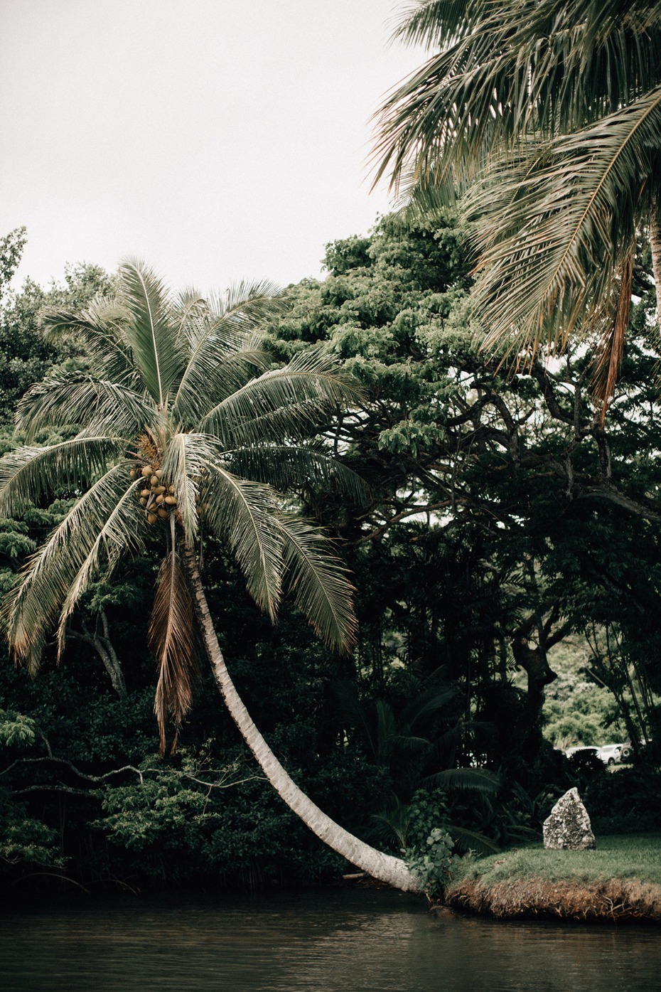 Palm tree overhanging a river bank in tropical landscape
