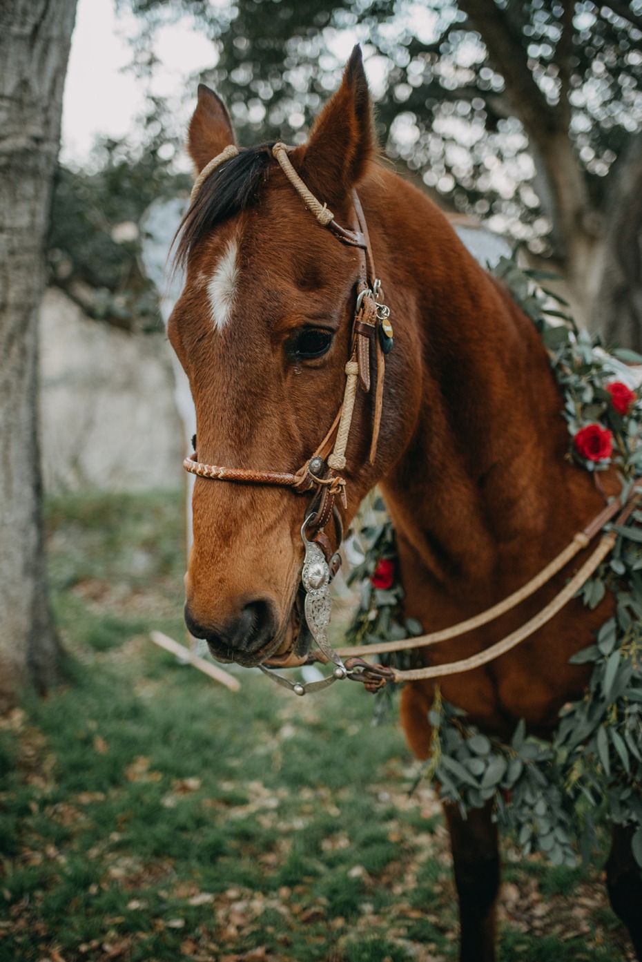 Brown horse with floral garland and western bridle