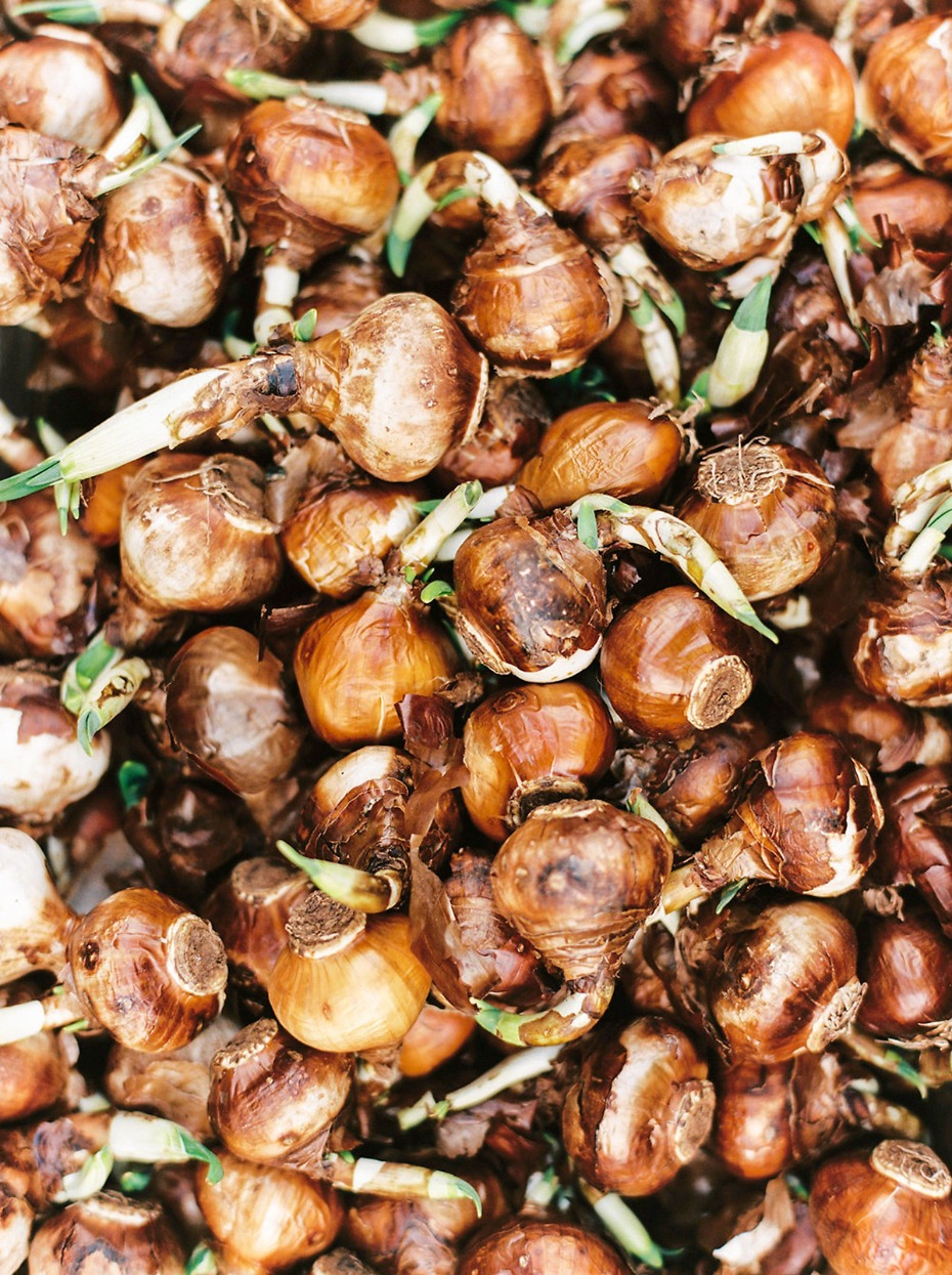 Pile of fresh brown daffodil bulbs ready for planting
