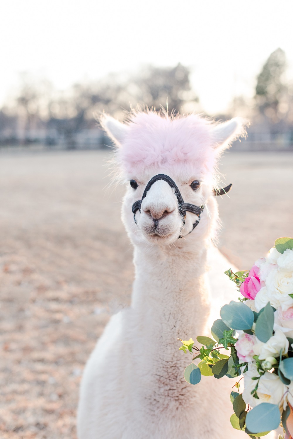 wedding-submission-from-maura-casados