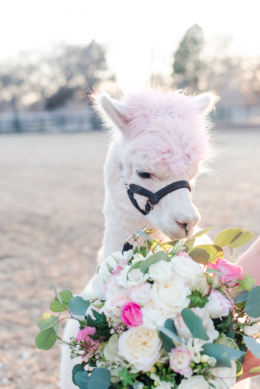 wedding-submission-from-maura-casados